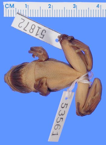 Media type: image; Herpetology A-51872